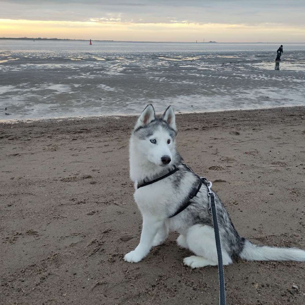 Hundetreffen-Hundefreunde gesucht-Profilbild