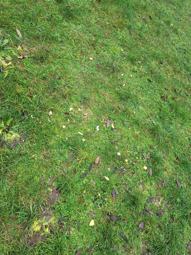 Giftköder-Evtl. Gift! Brot, Kartoffeln, Fleisch-Profilbild
