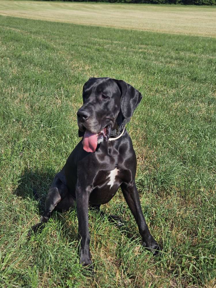 Hundetreffen-Gemeinsames Gassi gehen um Tuttlingen-Profilbild