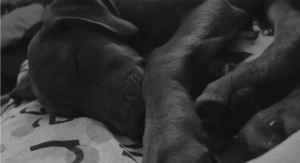 Hundetreffen-Suche Leute die Gassi/Spielen gehen wollen mit 😊-Profilbild