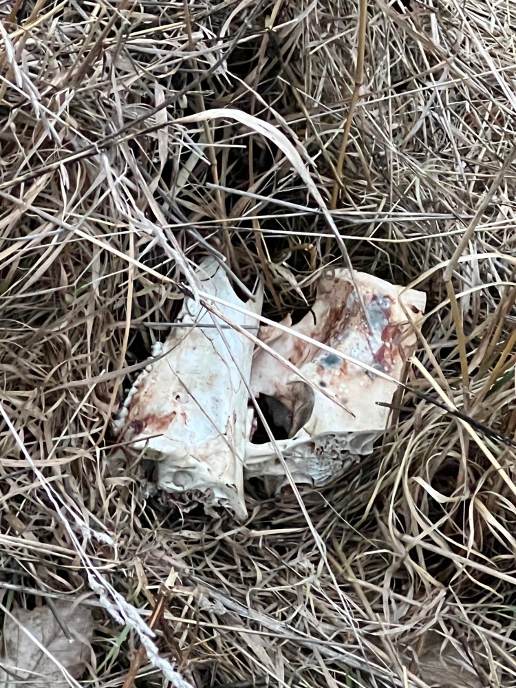 Giftköder-Knochen und Hasenohren liegen verteilt-Profilbild