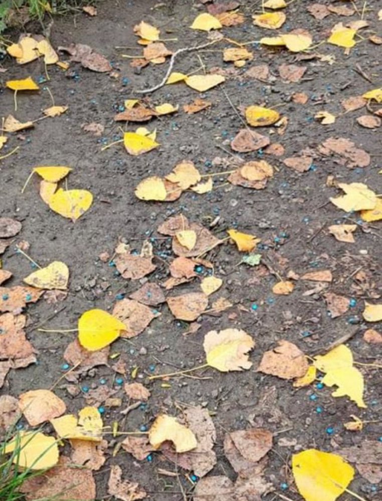 Giftköder-Blaue Kugeln-Profilbild