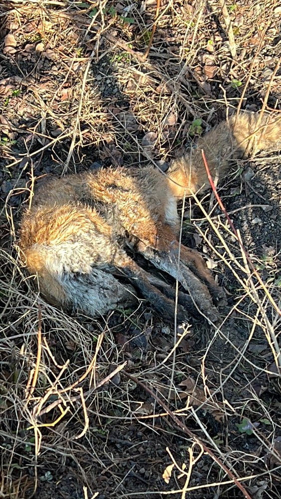 Giftköder-Toter Fuchs am Wegrand-Profilbild