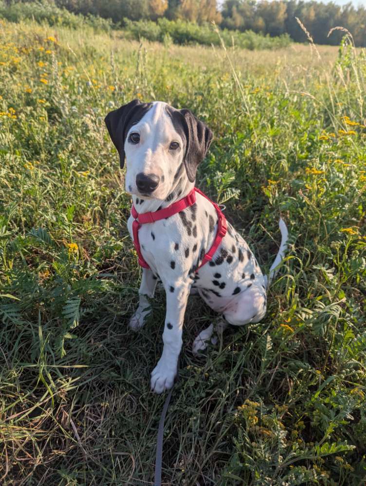 Hundetreffen-Welpentreffen Leipzig West-Profilbild