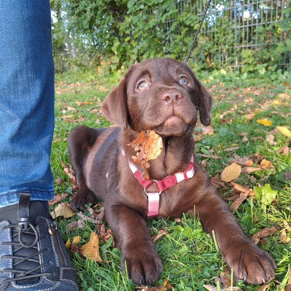 Hundetreffen-Hasseer Pfotenzeit-Profilbild