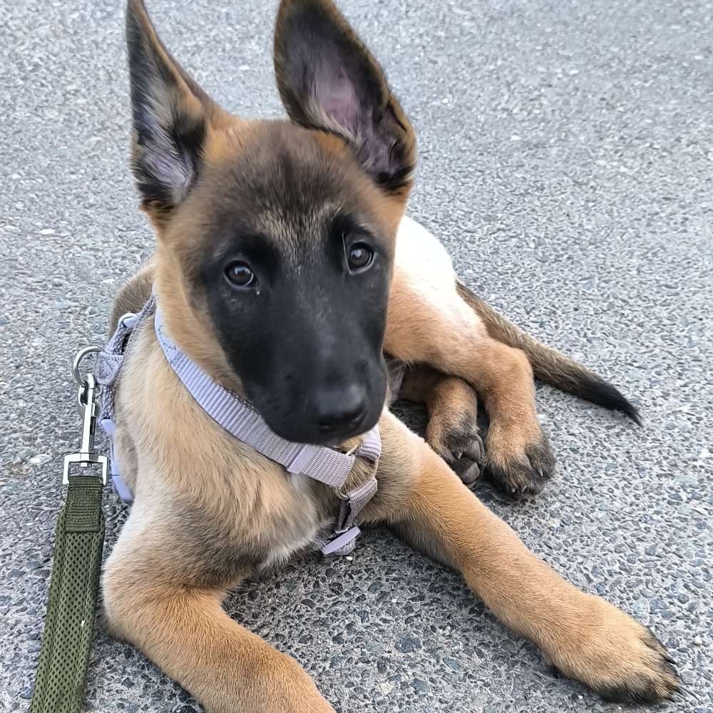 Hundetreffen-Gassi-Profilbild