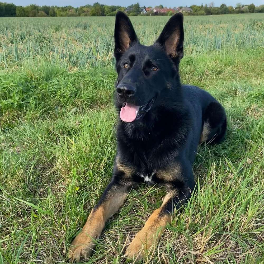 Hundetreffen-Spiel- und Gassirunde-Profilbild