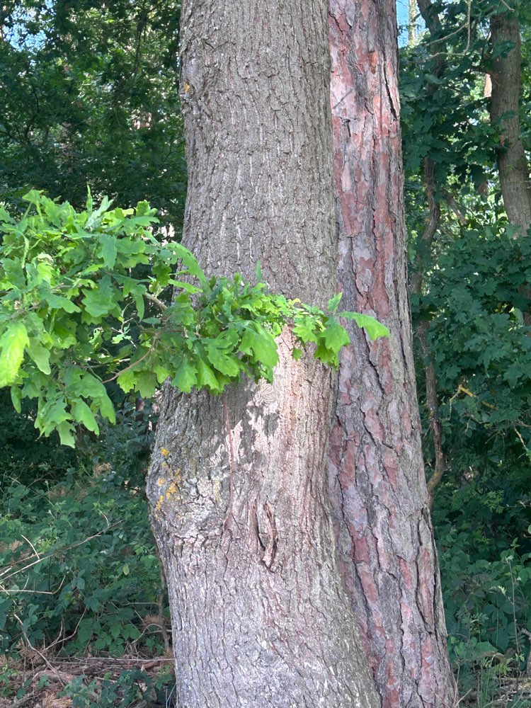Giftköder-Eichenprozessionsspinner am Baum-Profilbild