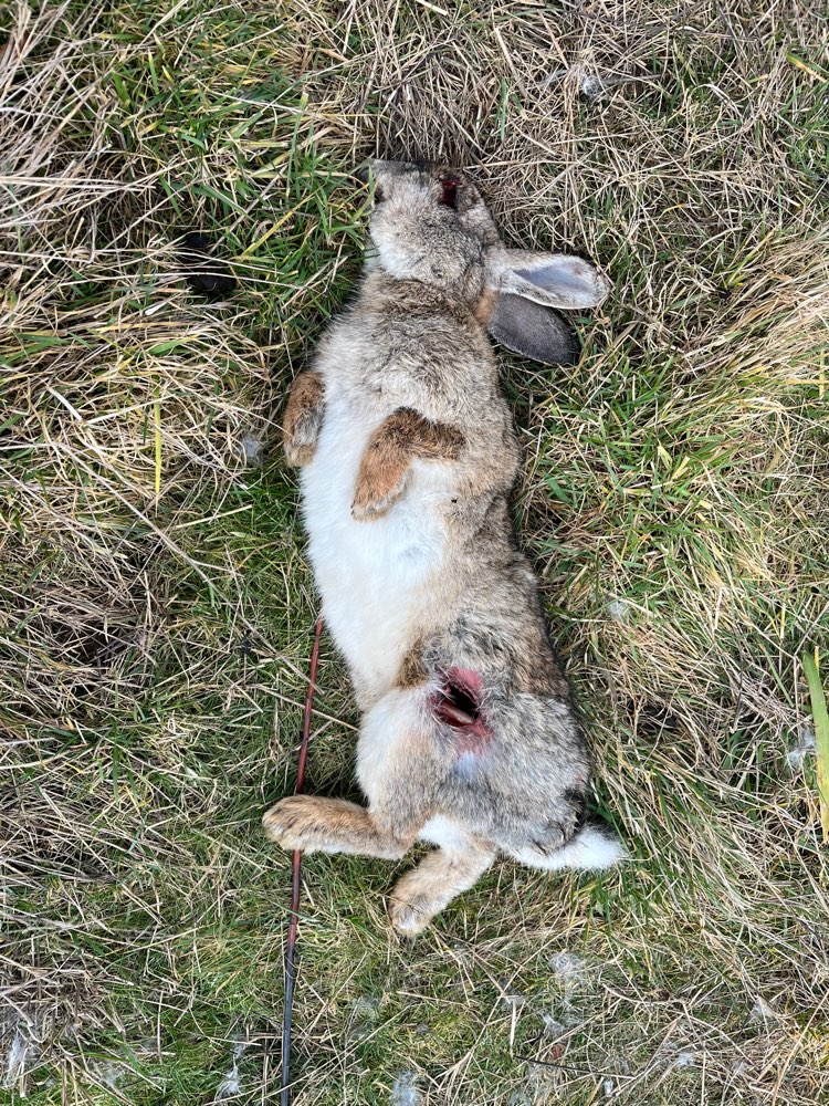 Giftköder-Toter Hase-Profilbild