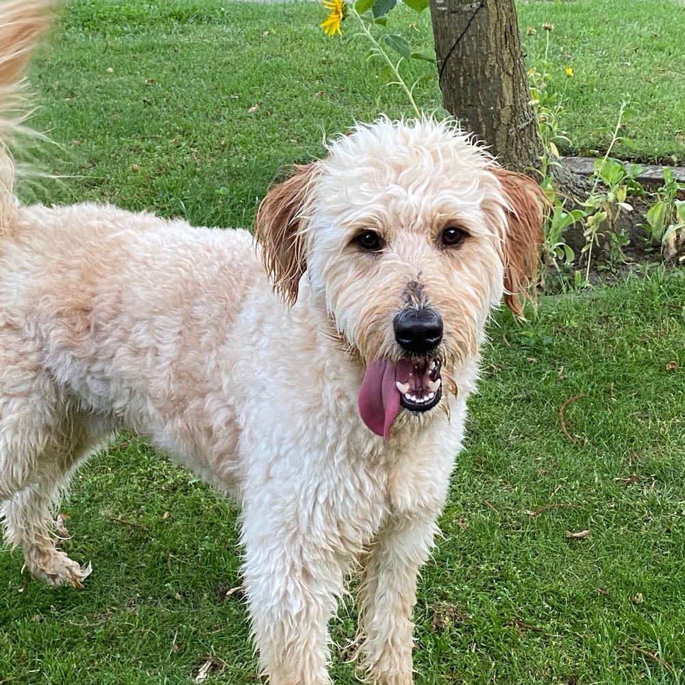 Hundetreffen-Spaziergang mit Emil, 1Jahr jung-Profilbild