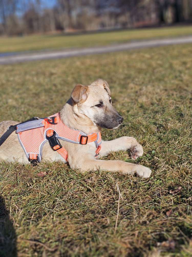 Hundetreffen-Welpenspielrunde Englischer Garten-Profilbild