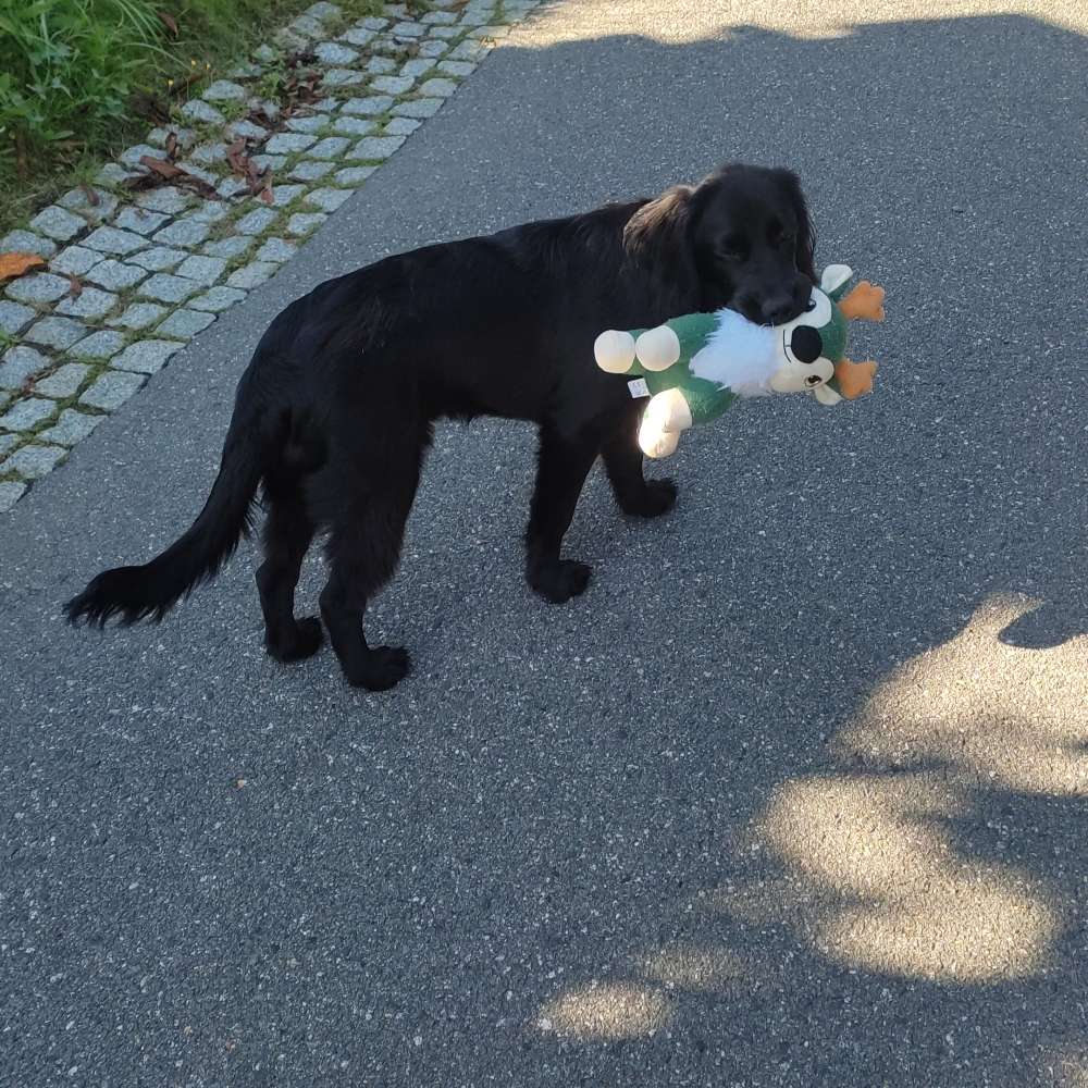 Hundetreffen-Trainings/ Spielpartner gesucht-Profilbild