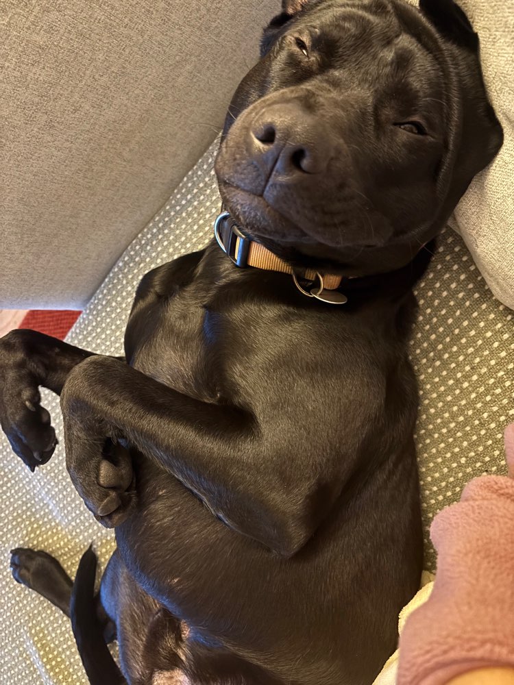 Hundetreffen-Spaziergangs-, Spiel- und Trainingsbuddys gesucht!-Profilbild