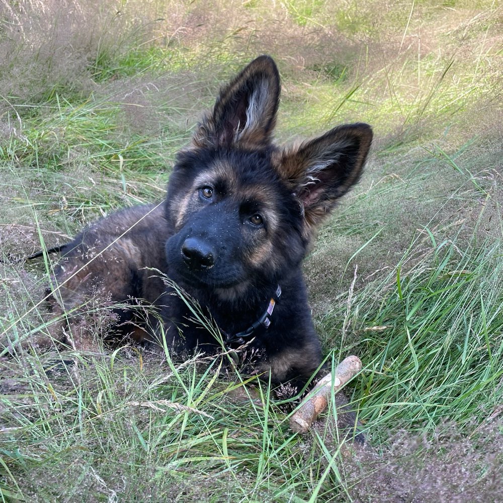 Hundetreffen-Spielpartner gesucht 🥰 Bitte nur soziale Hunde für tolle Welpenerfahrungen 🐶-Profilbild