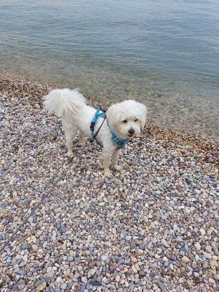 Hundetreffen-Gassi-und Spielfreunde in Übersee gesucht-Profilbild