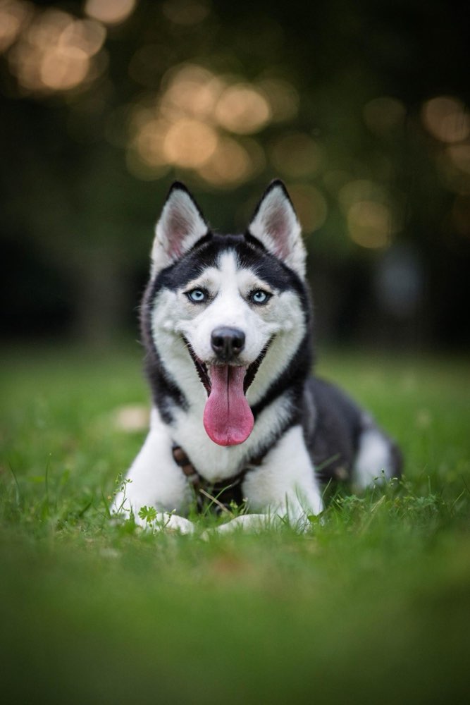 Hundetreffen-Meine kleine Maus sucht  eine Spielkamerade  melde euch-Profilbild