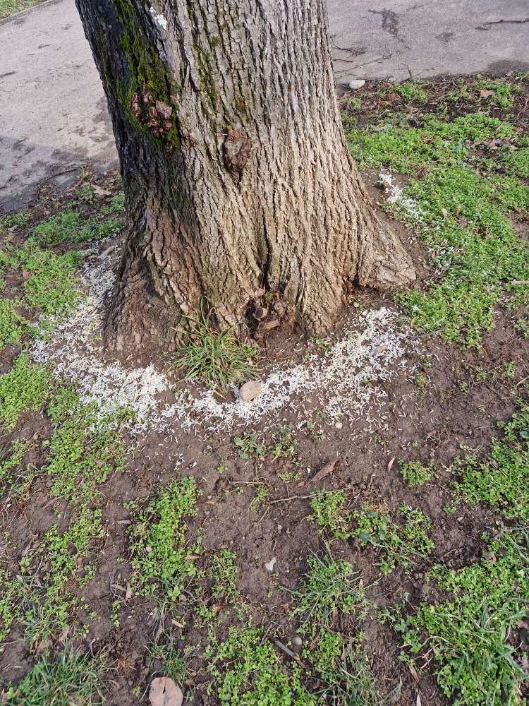 Giftköder-Verstreuter Reis rund um Baum-Profilbild