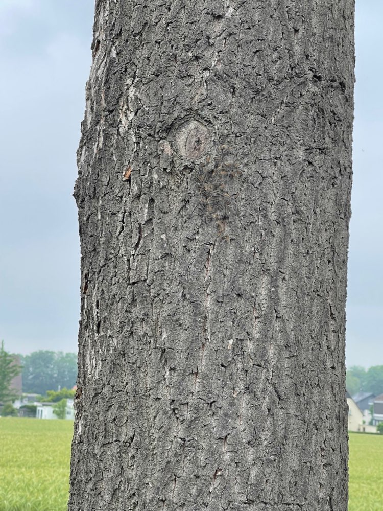 Giftköder-Eichenprozessionsspinner-Profilbild