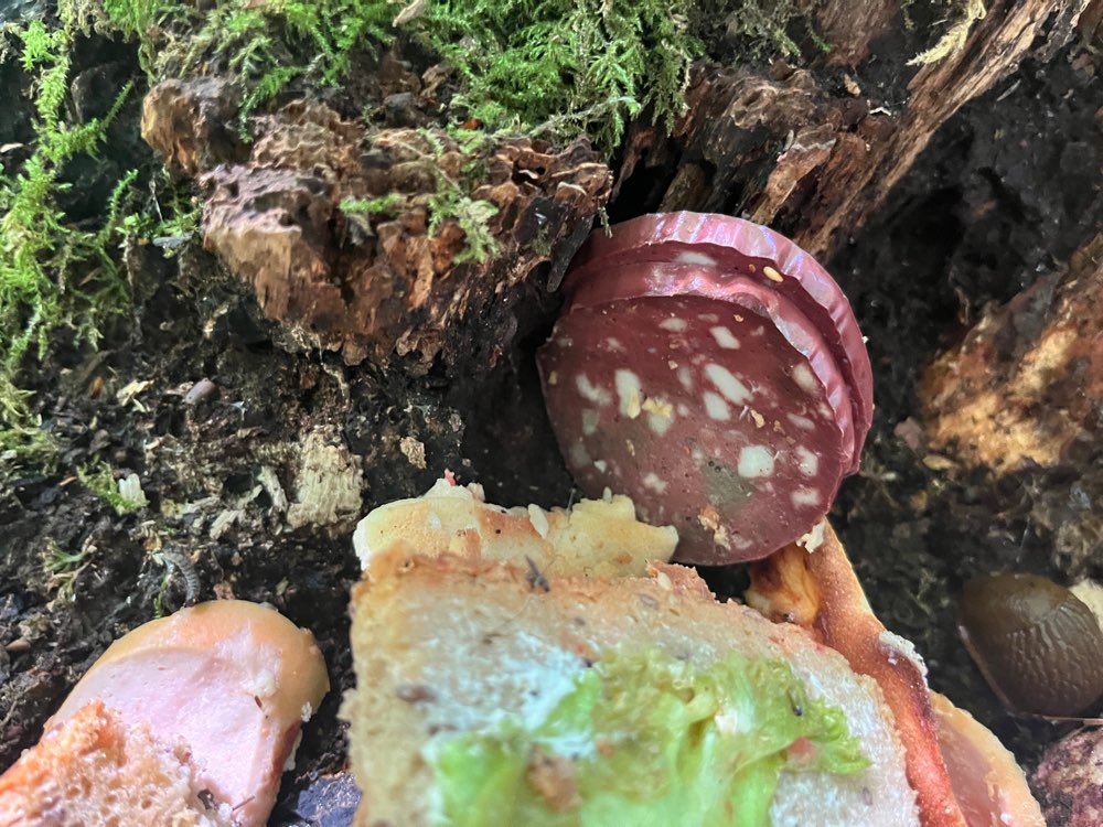 Giftköder-Evtl. Giftköder-Profilbild