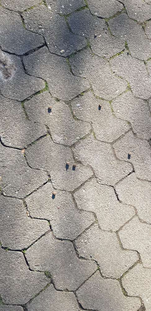 Giftköder-Ausgelegtes Futter-Profilbild