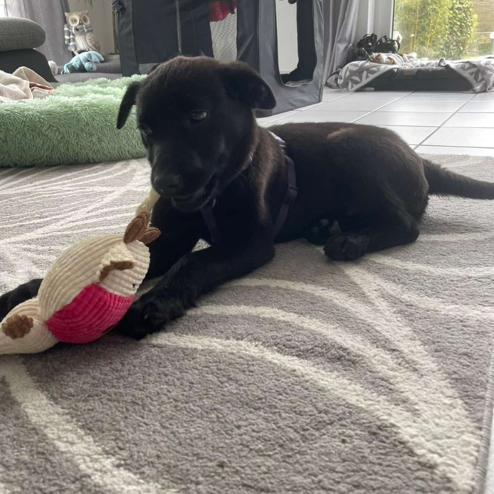 Hundetreffen-Suche Freund zum spielen-Profilbild