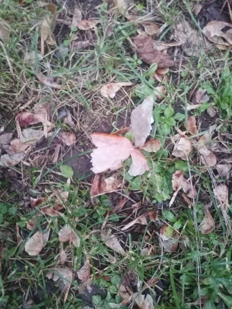 Giftköder-VERDACHT AUF GIFTKÖDER-Profilbild