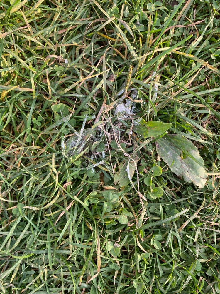 Giftköder-Poison-Profilbild