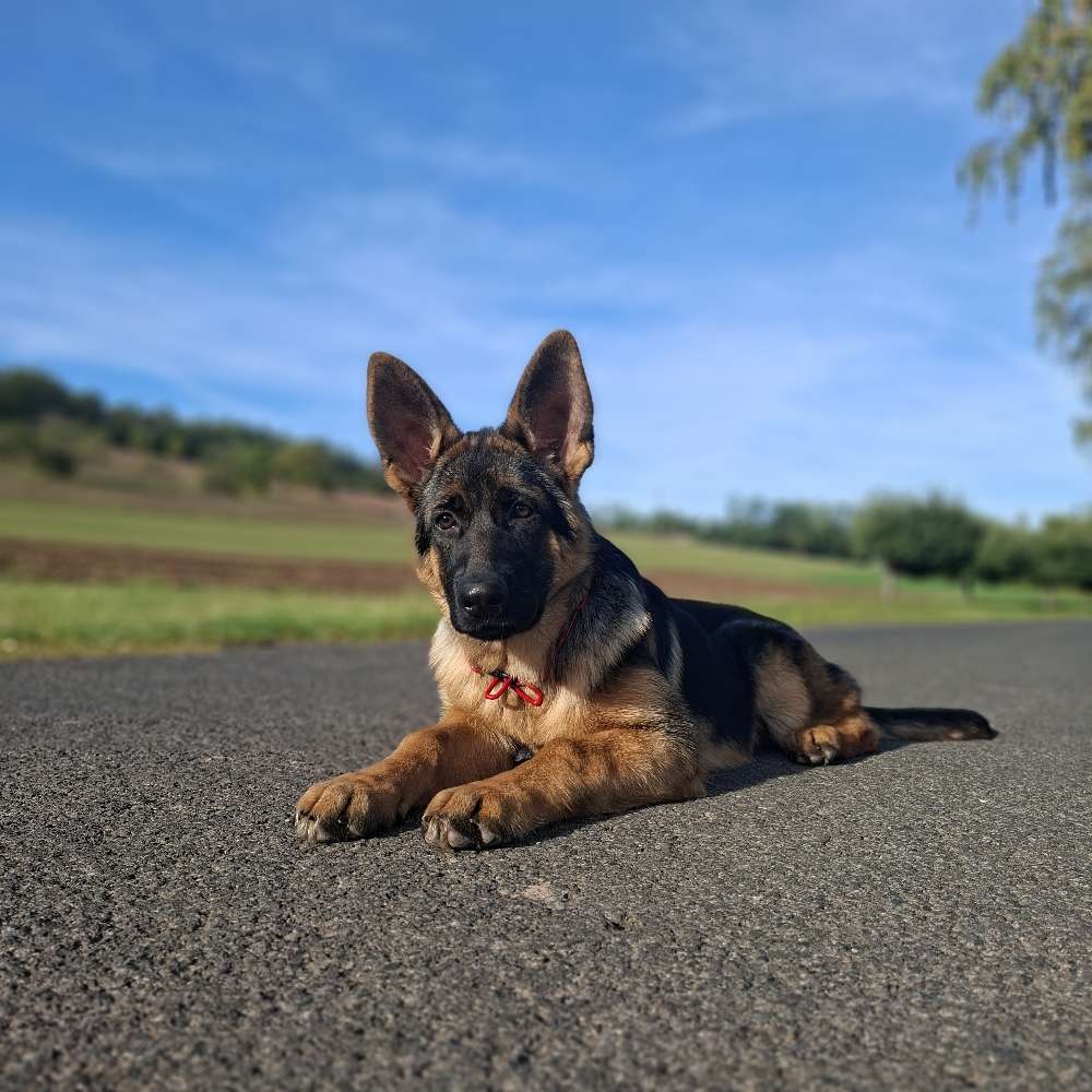 Hundetreffen-Spielstunde-Profilbild