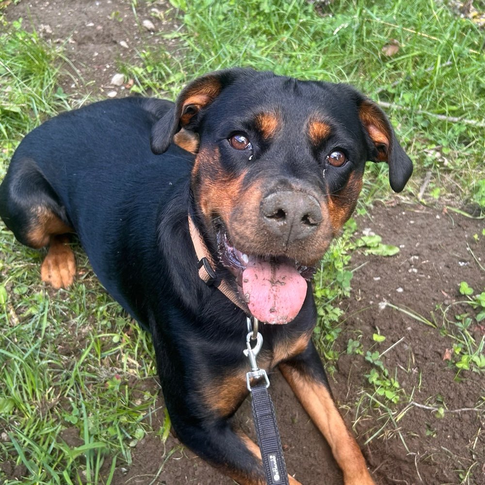 Hundetreffen-Gassirunde-Profilbild