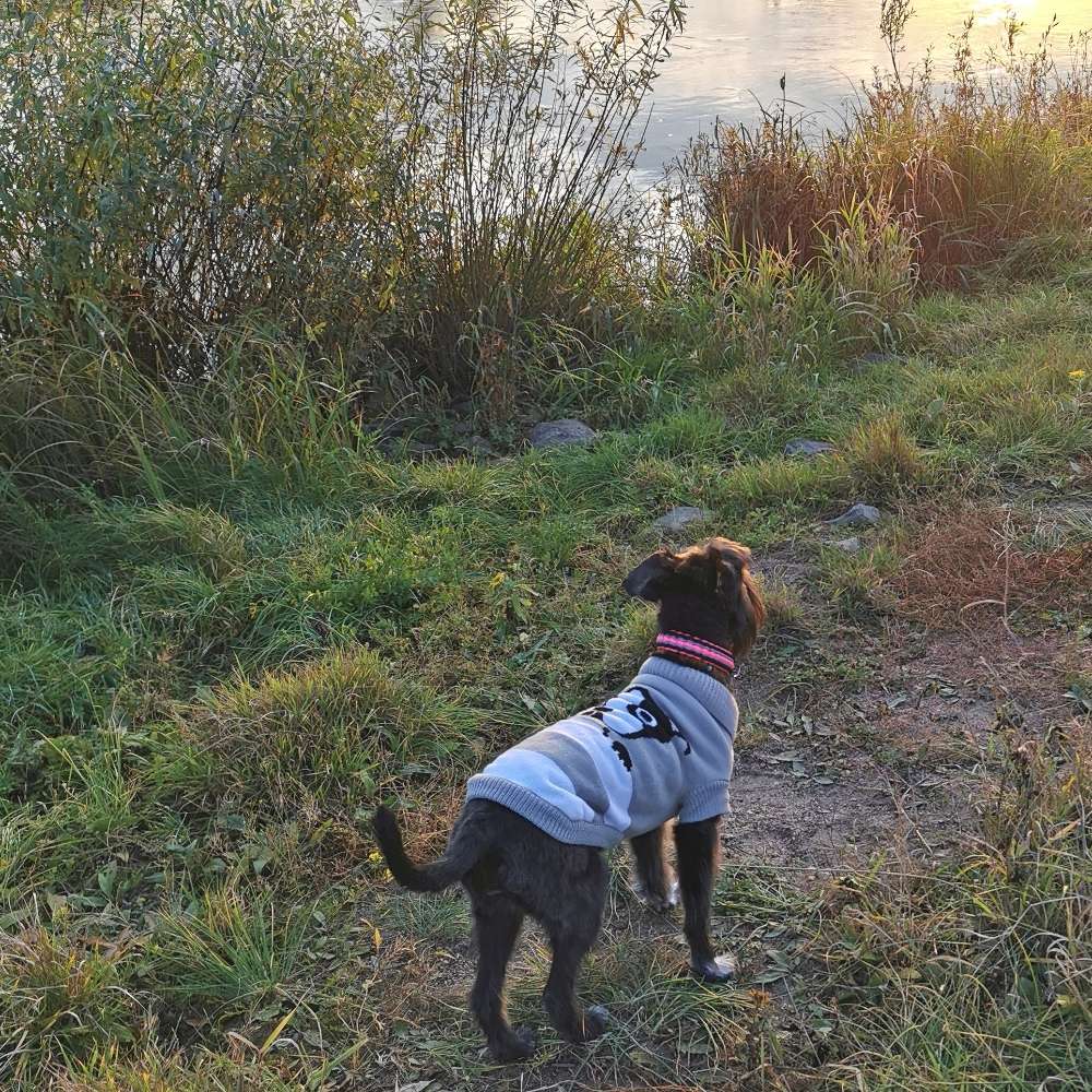 Hundetreffen-Hundetreff in Roßlau-Profilbild