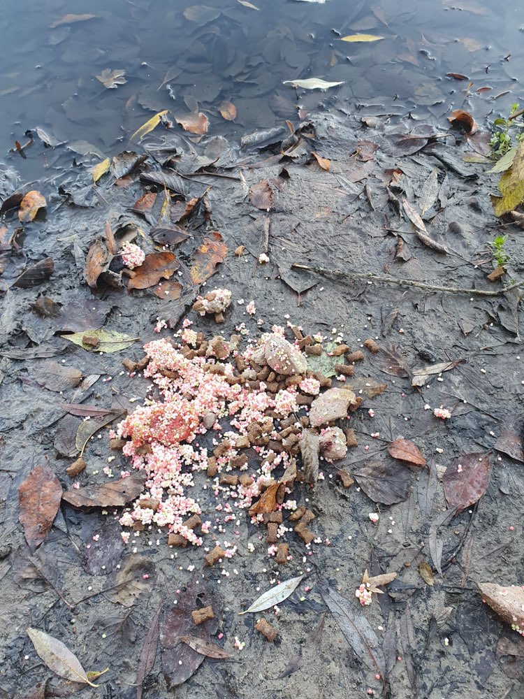 Giftköder-Giftköder-Profilbild