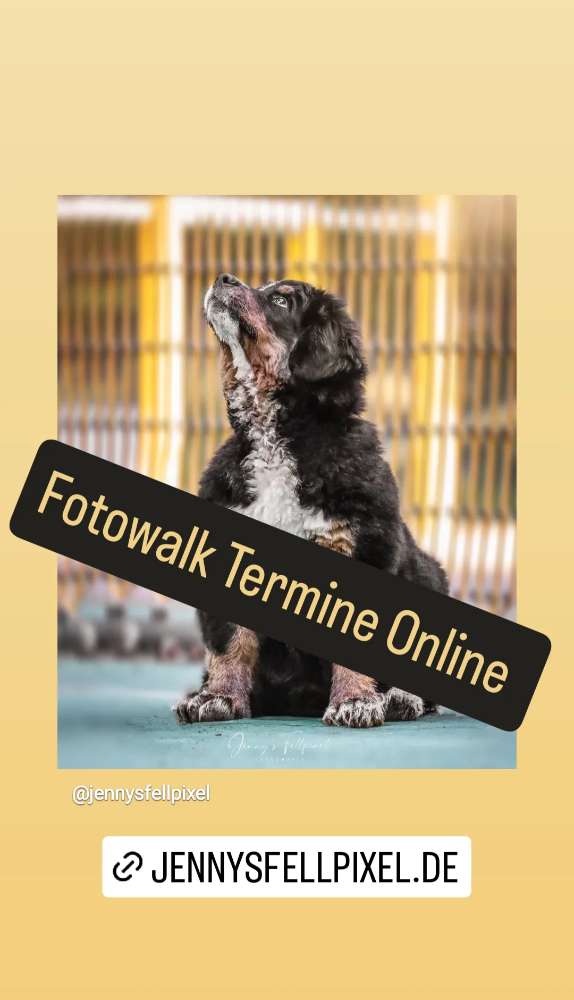 Hundetreffen-Fotowalk Termine Online-Profilbild