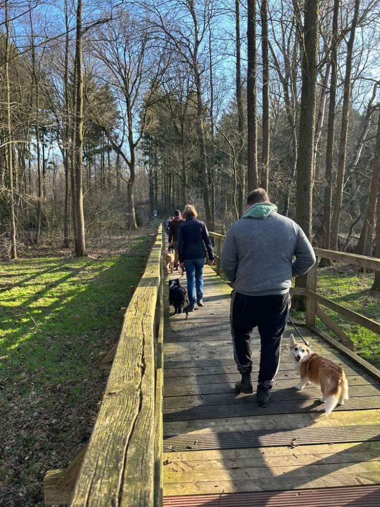 Hundetreffen-Hundebummel - Begegnungstraining-Profilbild
