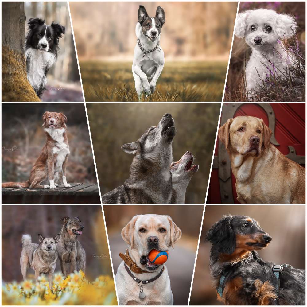 Hundetreffen-Outdoor Shooting-Profilbild