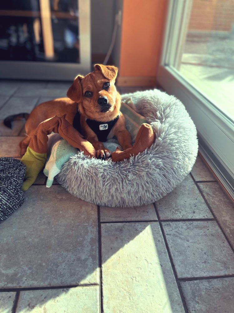 Hundetreffen-Spielkameraden gesucht-Profilbild