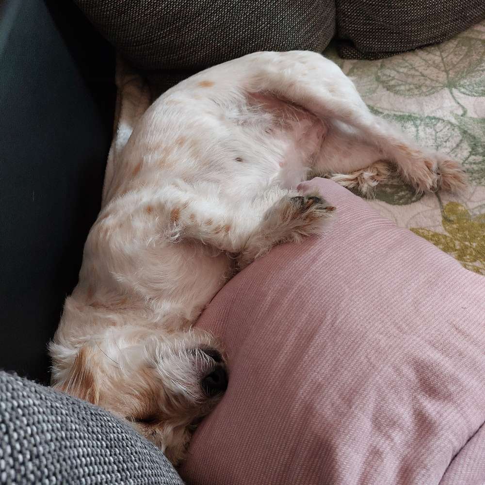 Hundetreffen-Spaziergang-Profilbild