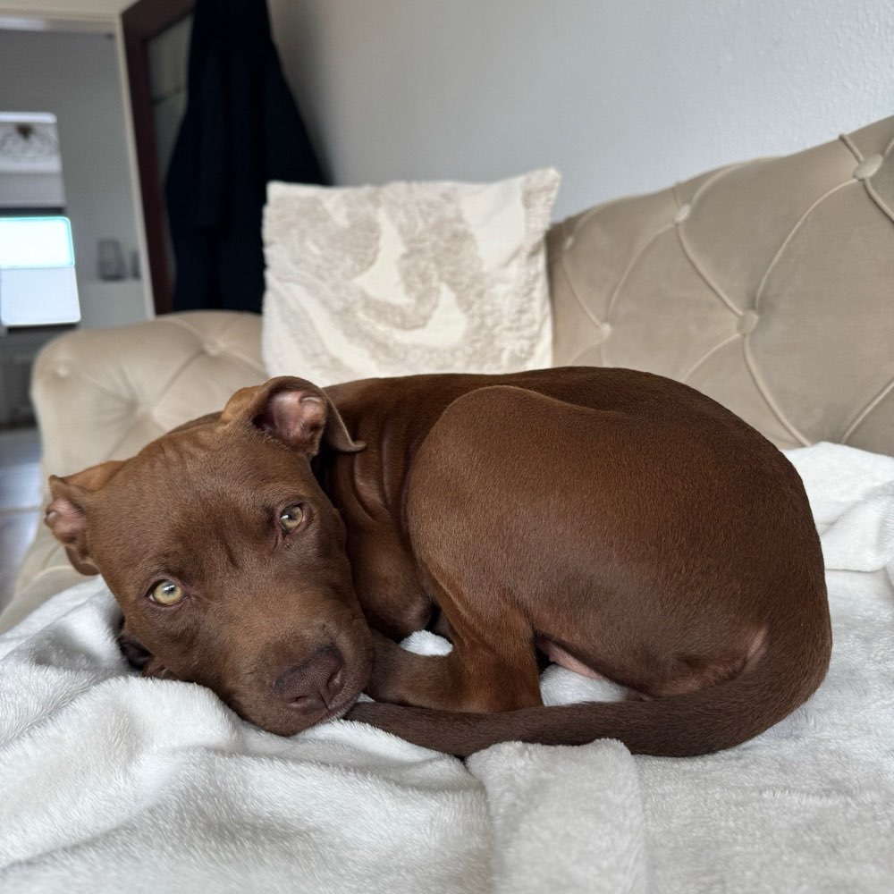 Hundetreffen-Welpentreffen Bruchköbel-Profilbild