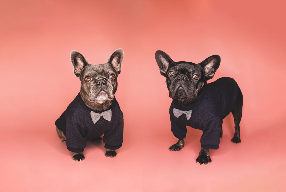 Hundetreffen-Bully & Mopskumpels wo seid ihr ❣️-Profilbild