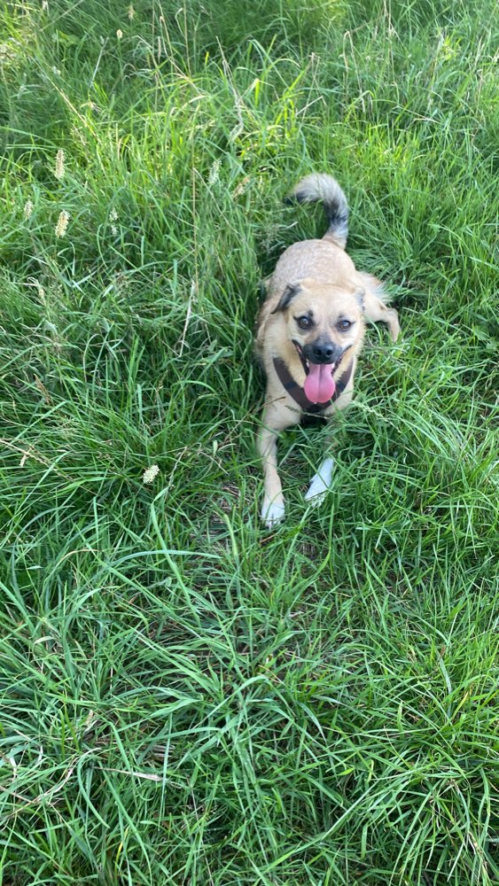 Hundetreffen-Sozial Walks-Profilbild