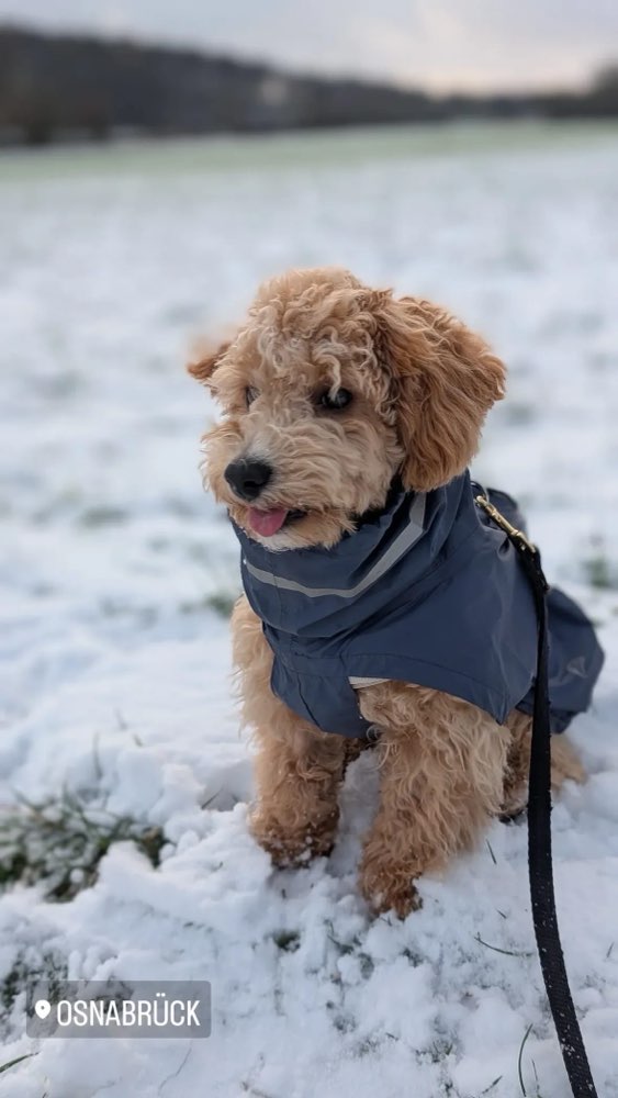 Hundetreffen-Hundekumpel für Urmel im Nettetal gesucht-Profilbild