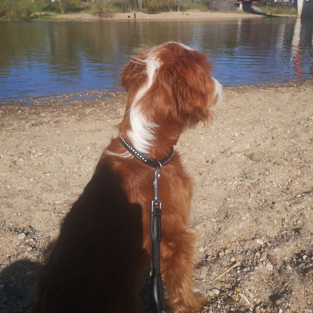 Hundetreffen-Spiel- und Weggefährten gesucht-Profilbild