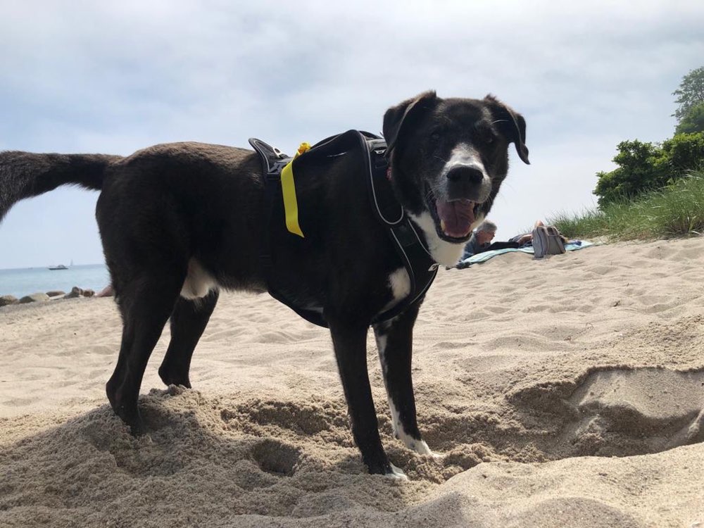 Hundetreffen-Strassenhunde Treff-Profilbild