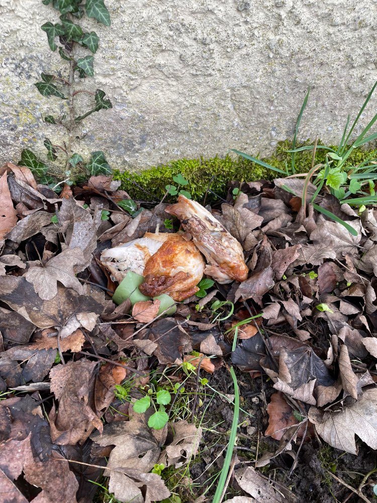 Giftköder-ganzes Hähnchen-Profilbild