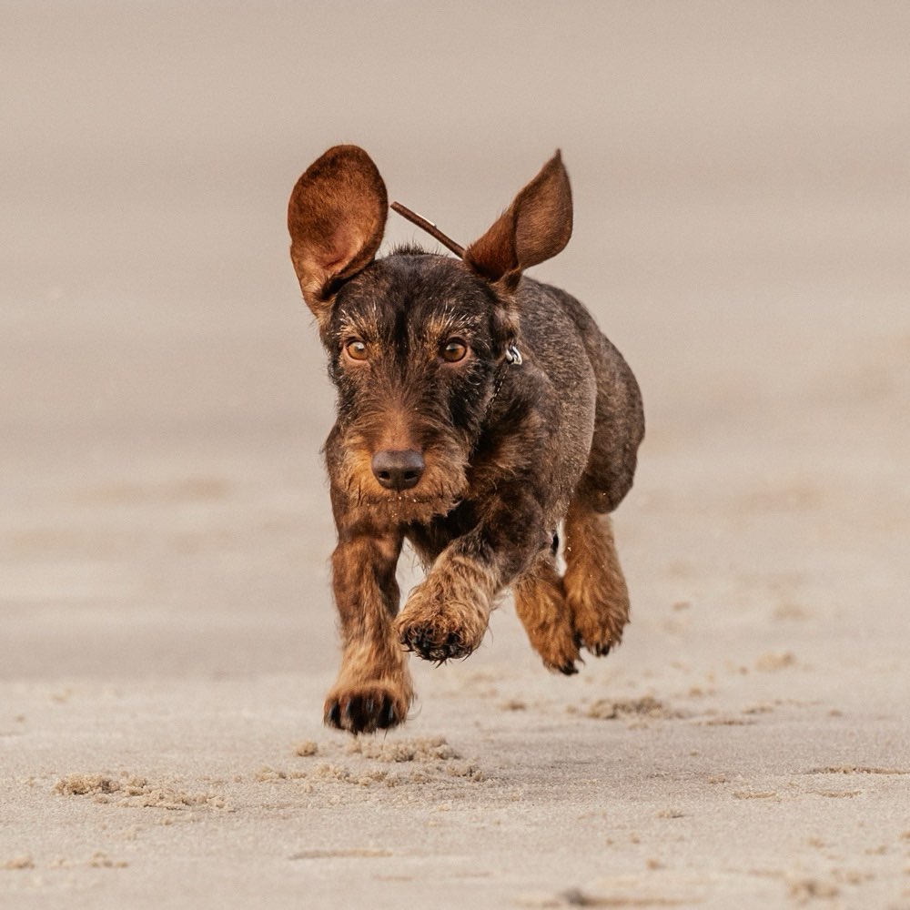 Hundetreffen-Spaziergänge in Laer-Profilbild