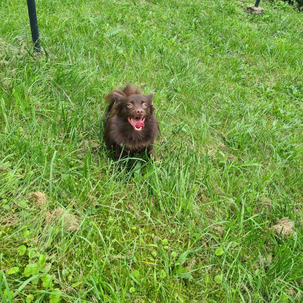 Hundetreffen-Social-Walk in Neustadt-Profilbild