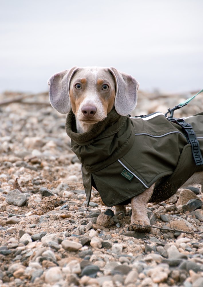 Hundetreffen-Gemeinsame Gassirunden + Training-Profilbild
