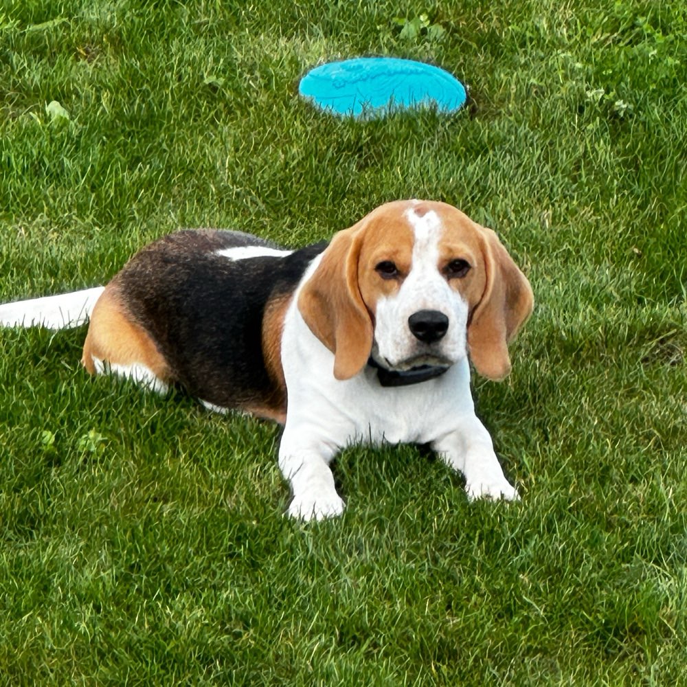 Hundetreffen-Gemeinsame Gassirunden-Profilbild