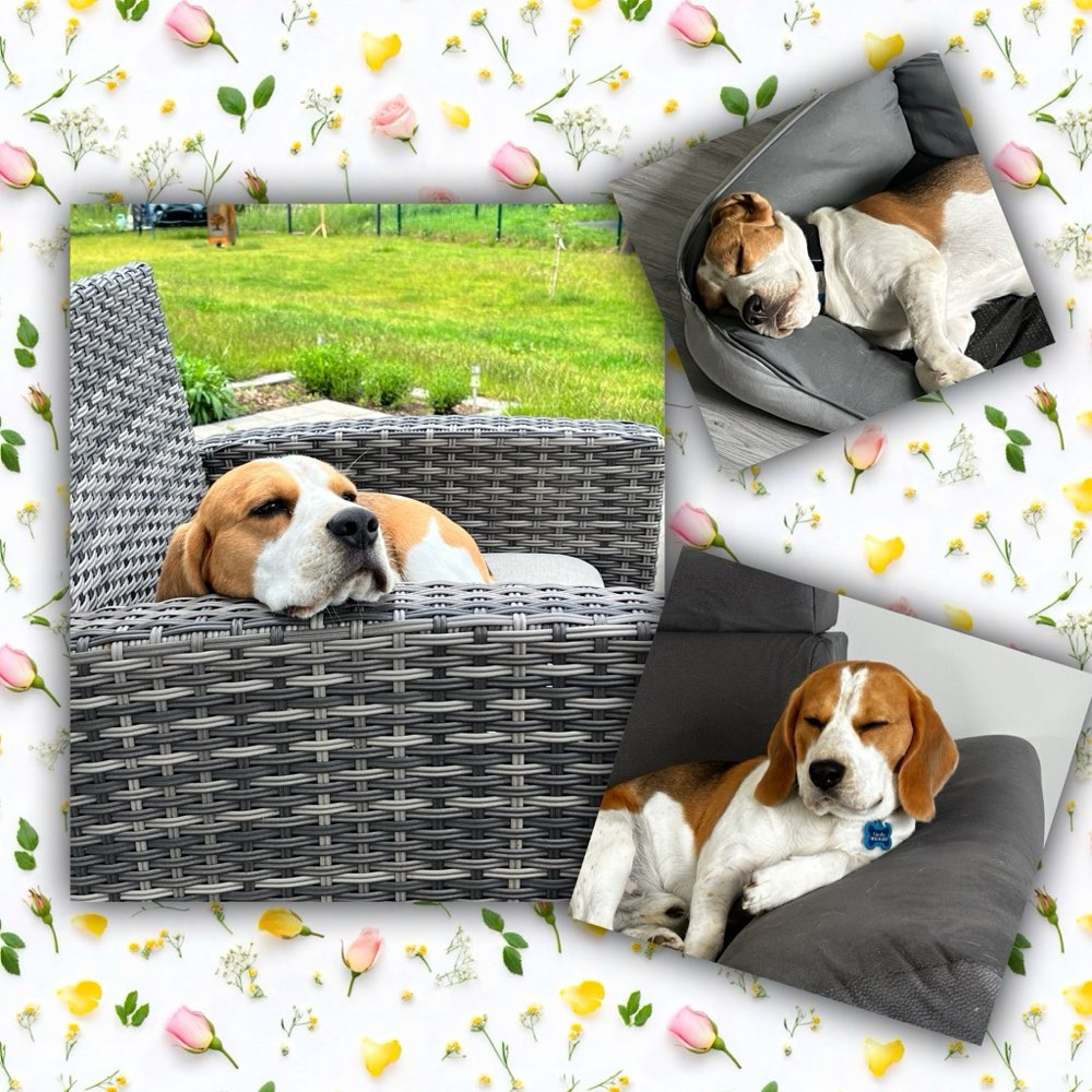 Hundetreffen-Gassirunden, Spieltreffen etc.-Profilbild