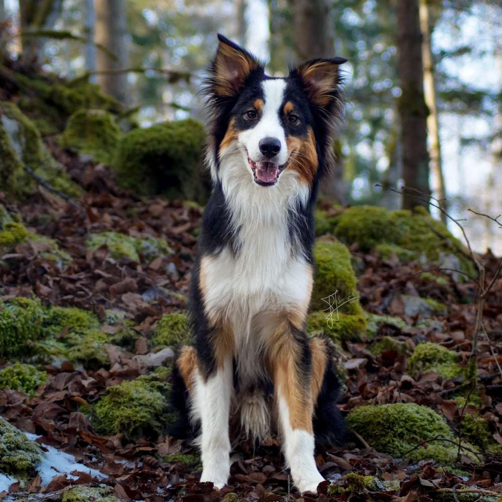 Hundetreffen-Spielkamerad, Trainingspartner oder gemeinsamer Spaziergang-Profilbild