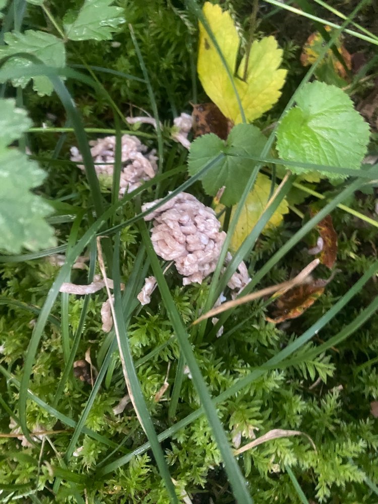 Giftköder-Vermutlich Giftköder-Profilbild